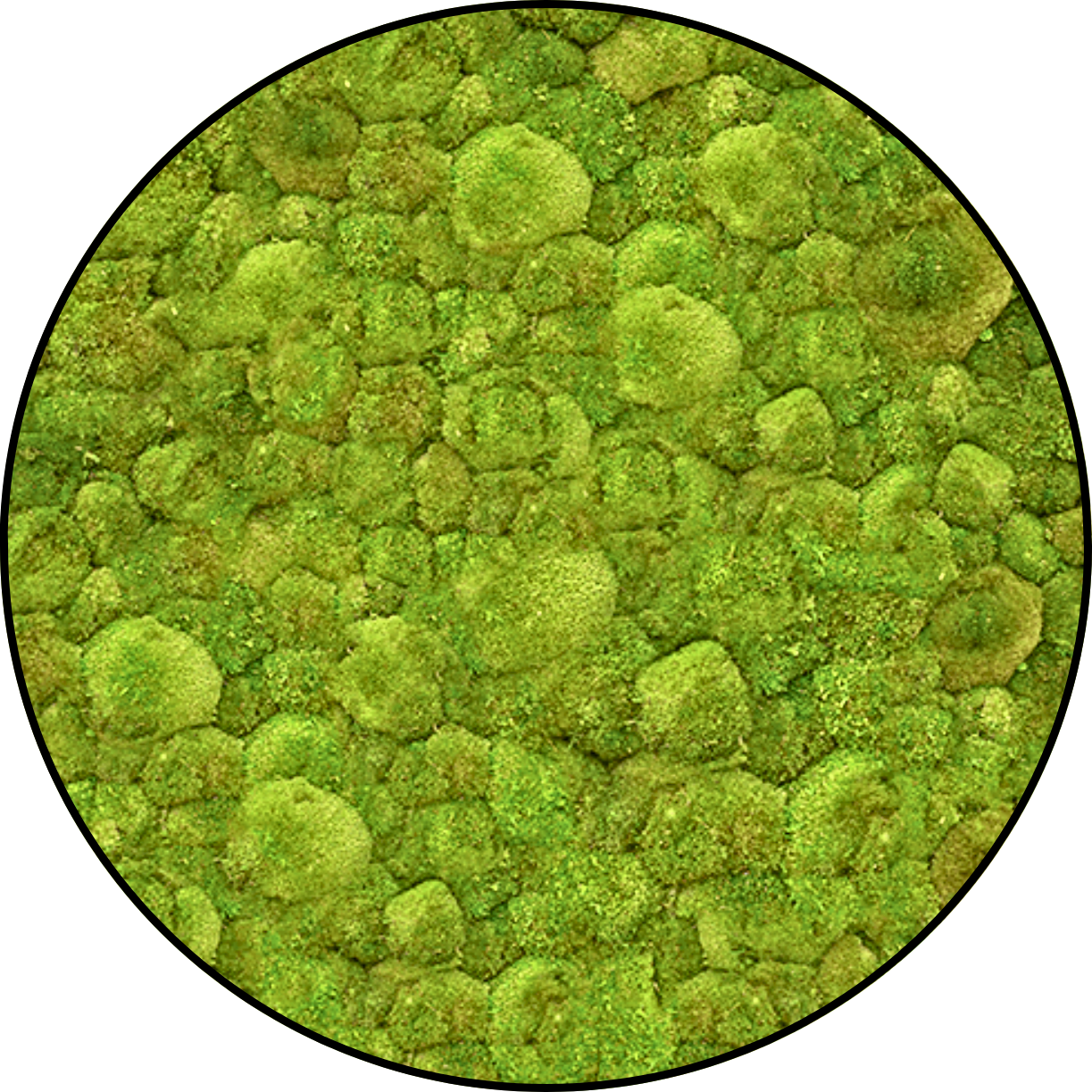 Bolmos Schilderij Woudgroen - Rond (2) Bolmos Schilderij Woudgroen Rond 2