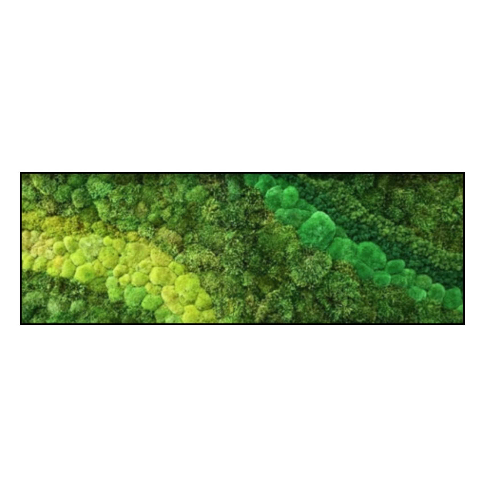 Mos schilderij - Green Stripes - Strip. Mos schilderij Green Stripes Strip