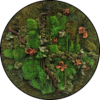 Mos Cirkel Malaysian Forest Rond 5