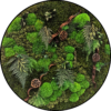 Mos Cirkel Monkey Town