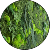 Mos Cirkel Woolly Mountains