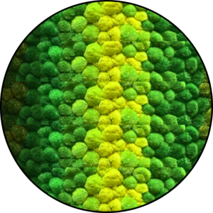 Bolmos Cirkel - Highlight