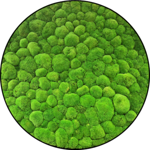 Bolmos Schilderij Lentegroen Rond