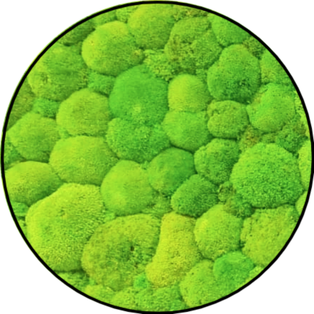 Bolmos Schilderij - Lichtgroen - Rond Bolmos Schilderij Lichtgroen Rond