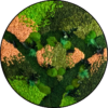Mos Cirkel Mango Grass. Rond 3