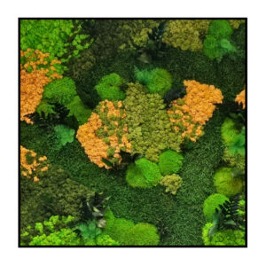 Mosschilderijen met Kleuren