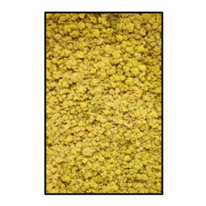 Rendiermos Panorama Beige