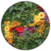 Bloemen Cirkel - River of Flowers 1 Bloem Cirkel River of Flowers 2