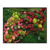 Bloem Schilderij Red to Pink Rechthoek 2