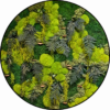 Jungle Schilderij Mushroom Forest Rond