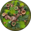 Mos Cirkel Eternal Forest