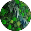 Mos Cirkel Fern Forest