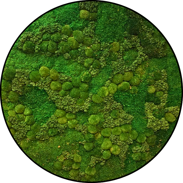 Mos Cirkel - Graslands Mos Cirkel Graslands