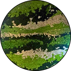 Rendiermos Cirkel - Green Jupiter