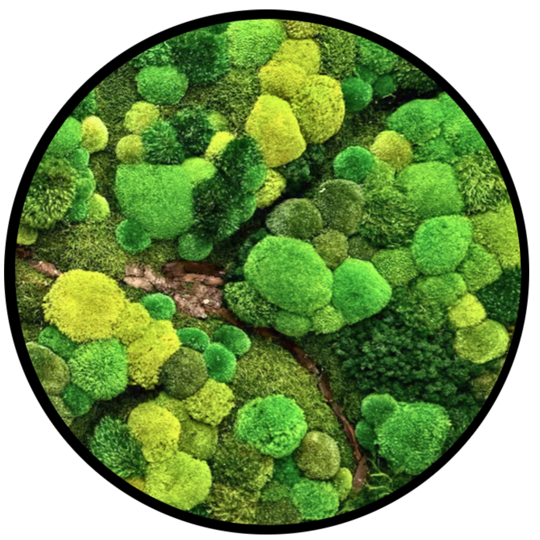 Rond Mos schilderij - Ballmoss Forest - Rond Rond Mos schilderij Ballmoss Forest Rond