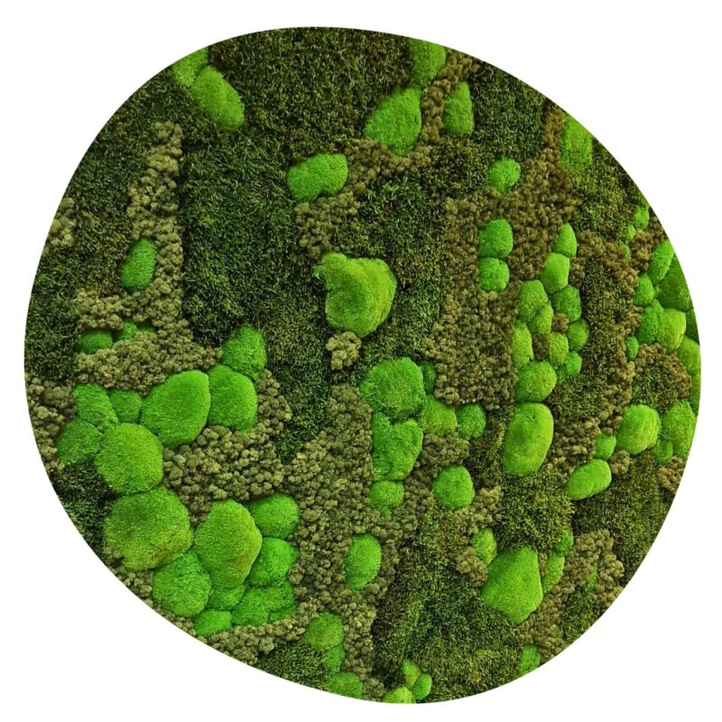 Mosschilderij Organisch 11 Mosschilderij Organisch Eclectic Green 1