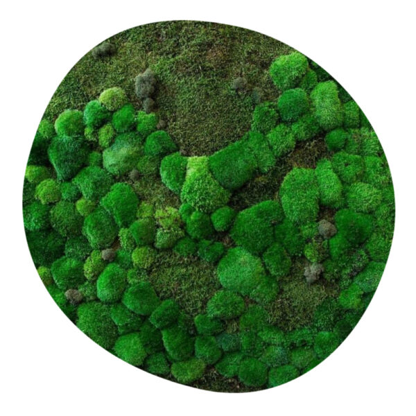 Mosschilderij Organisch - Scottish Highlands 3 Mosschilderij Organisch Scottish Higlands 1