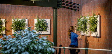 Plant Schilderijen