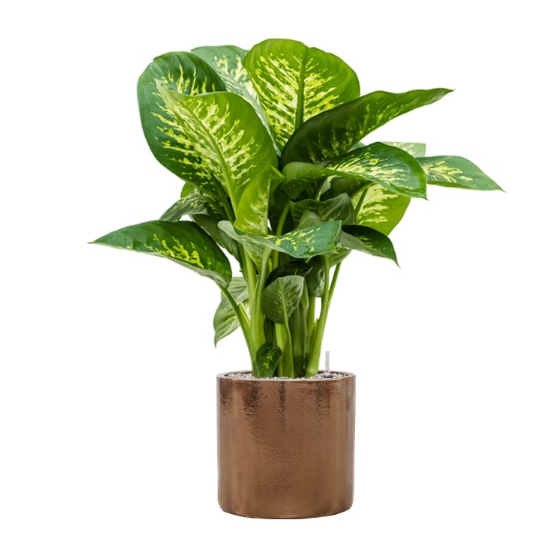 Groene Relatiegeschenken 14 Plant en Pot