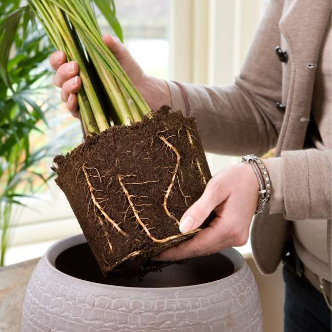 Interieurbeplanting 6 Aarde Cultuur 2