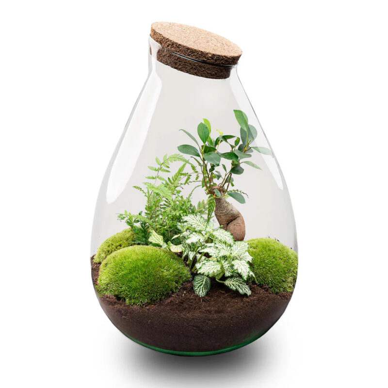 Terrarium Workshop Large 37cm