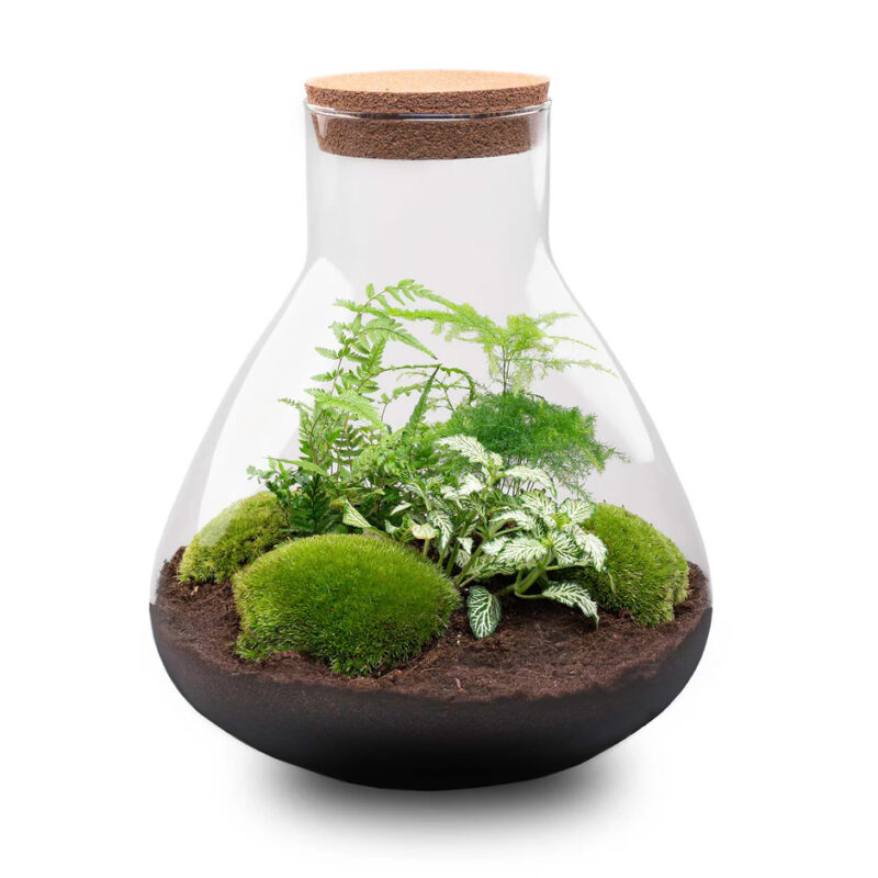 Terrarium Workshop Medium 35cm 2