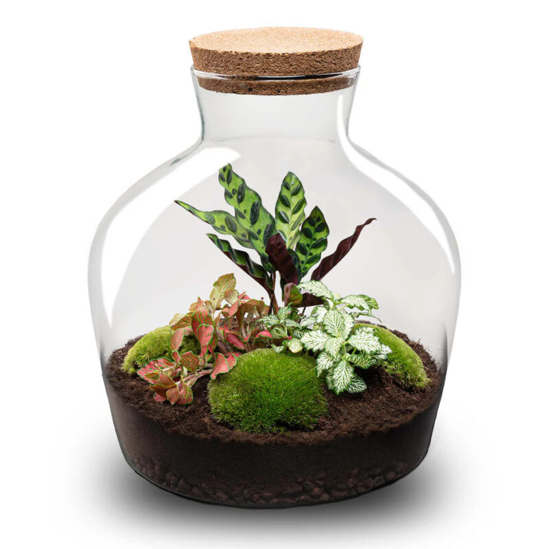 Terrarium Workshop Small 30cm